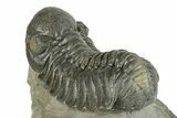 Large, Austerops Trilobite - Visible Eye Facets #255600-5